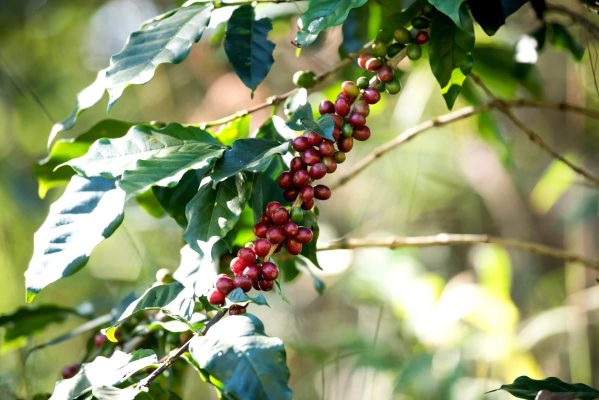 Coffee bean berry ripening on coffee farm